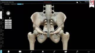 Bones amp Ligaments of Pelvis KM [upl. by Woolson306]