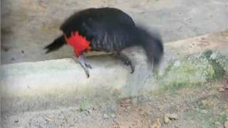 Pesquets Parrot eating soil geophagy [upl. by Verdi]