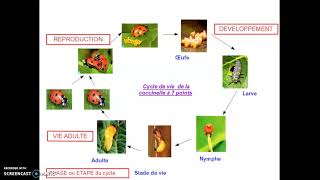 cycle de développement des animaux [upl. by Aizat768]