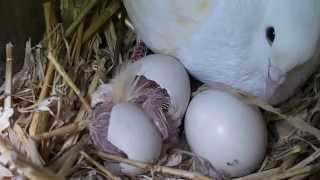 Tawny Owlet hatching with Surrogate Pigeon [upl. by Messere]