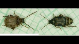 Handling and sexing bean beetles [upl. by Storm462]