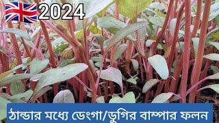 লন্ডনে ডেংগা  ডাটা  ডুগির বাম্পার ফলন  Shoker Bagan uk 2024 [upl. by Atekin]