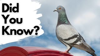 Things you need to know about PIGEONS [upl. by Bergmann]