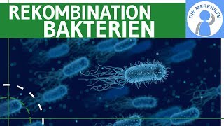 Rekombination bei Bakterien  Transduktion Transformation amp Konjugation einfach erklärt  Genetik [upl. by Adrahs700]