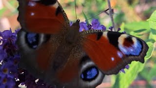 vlinders  Atalanta Dagpauwoog en de Gehakkelde Aurelia mooi van dicht bij 🦋🌿🌺 19092024 [upl. by Adaurd560]