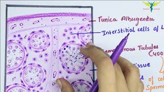 Histology of TESTIS [upl. by Aicnelav]