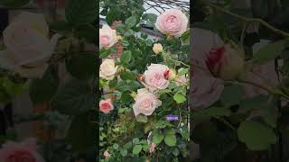 rose vlog 05042024 茴香酒夫人月季，可藤可灌Madame anisette rose can grow as climber [upl. by Adlesirg967]