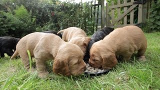 Cocker Spaniel Puppies  5 Weeks Old [upl. by Atinal]