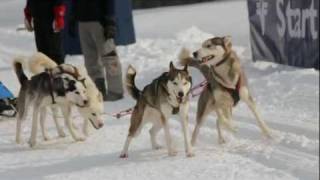 Schlittenhunderennen in Angerberg  Hohe Salve Tirol [upl. by Kironde]