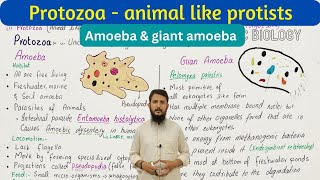 major groups of protista  amoeba and giant amoeba  class 11 [upl. by Crowley340]