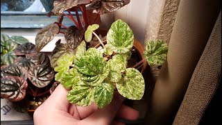 Peperomia Collection 2021 [upl. by Charpentier978]