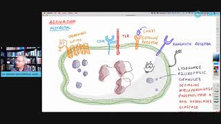 Inflammation Part 1  How Our Cells Clear Pathogens Phagocytosis [upl. by Enalda]