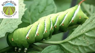 A SIMPLE AND ORGANIC SCHEDULE TO CONTROL GARDEN PESTS [upl. by Aseen]