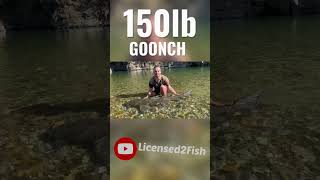 GOONCH catfish river monster goonch rivermonster catfishing shorts [upl. by Nylarahs]