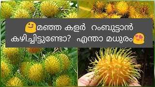 Yellow Rambutan Fruit Treeനമ്മുടെ പറമ്പില്‍ നിന്നും നല്ല മഞ്ഞ കളറില്‍ മധുരമുള്ള റംബുട്ടാന്‍ [upl. by Gladine251]