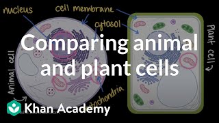 Comparing animal and plant cells  Cells and organisms  Middle school biology  Khan Academy [upl. by Attesoj941]