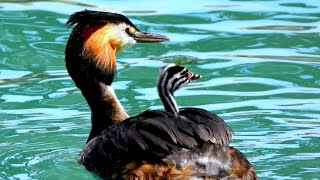 Avifauna Italiana 11 Lo Svasso maggiore Podiceps cristatus [upl. by Gnuy]