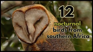 12 nocturnal bird calls from southern Africa [upl. by Miguelita]