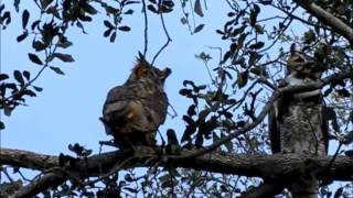 Great Horned Owls calling Wild and free in Florida [upl. by Ahtebbat]