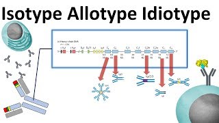 isotype allotype idiotype [upl. by Ervine]