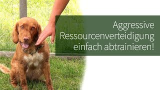 Ressourcenverteidigung Hund ► Aggressive Ressourcenverteidigung einfach abtrainieren [upl. by Normandy604]