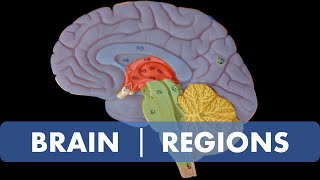 Brain Regions [upl. by Ram]