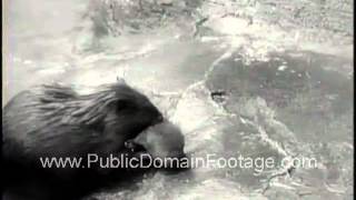 Mother Beaver and baby Beaver Swimming Newsreel Footage PublicDomainFootagecom [upl. by Essirehs608]