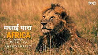 African wildlife documentary in Hindi  Predators । मसाई मारा जंगल अफ्रिका [upl. by Edac]