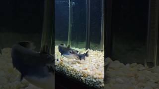 Gulper Catfish EATS Another Gulper Catfish 😫 gulpercatfish [upl. by Orlanta]