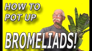 How To Pot Up Bromeliads [upl. by Aiahc810]