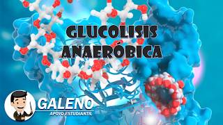 Glucolisis Anaerobica Explicado paso a paso [upl. by Annocahs62]