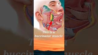 Buccinator  buccinator muscle video  face muscle video  buccinatororigin video  shorts face [upl. by Merton]