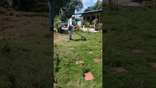 How easily lawn grass cleaned agriculture lawn equipment grasscutter machine shorts [upl. by Tlok754]