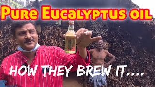 Brewing making EUCALYPTUS OIL from Eucalyptus leaves locally in kodaikanal 100 Pure Extract [upl. by Kreit]