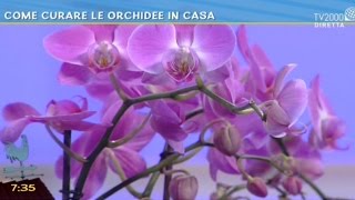 Come curare le orchidee in casa [upl. by Ahsratan953]