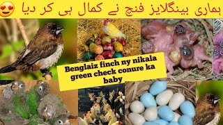 bengali finch egg hatching timebengalese finch breeding tips hmari benglaiz ny kamal he kr dia😍😍 [upl. by Lleryt]