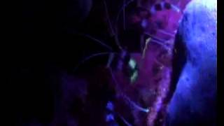 Night Dive Fluorescence HiTec LEDs corals Rotes Meer Reef Check [upl. by Pasol]