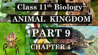 11th Class Biology  Chapter 4  Animal Kingdom Part 9  Phylum Coelenterata amp Ctenophora [upl. by Annayi]