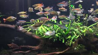 Rainbowfish Feeding Frenzy [upl. by Morie]