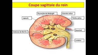 Histologie de lappareil urinaire 1 Dr MESSALA Oran [upl. by Rosmarin]