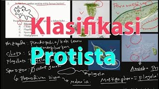 Klasifikasi Protista [upl. by Cressy865]