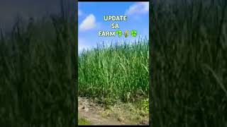 BUHAY FARMING shorts farming buhaybukid [upl. by Magdala137]