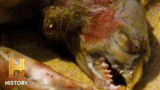 MONTAUK MONSTER Terrifies the Town  The Proof Is Out There  Shorts [upl. by Estus]