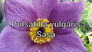 Pulsatilla vulgaris  Sasa opgpod [upl. by Eelsel856]