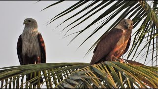 A young Brahminy kite elegantly perches on a coconut tree  Bird watching [upl. by Rol552]