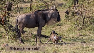 Wildebeest Birth New Beginnings [upl. by Nowahs]