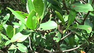 Wall Spring Mangrove Propagules [upl. by Axel]