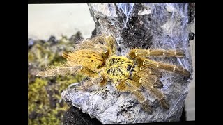 Pterinochilus murinus The OBT egg sac hatch and sling collection [upl. by Aloeda]