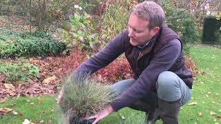 Comment peigner la Festuca glauca Elijah blue en automne [upl. by Franny]