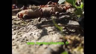 Ces fourmis transportent un énorme ver de terre [upl. by Aronow502]